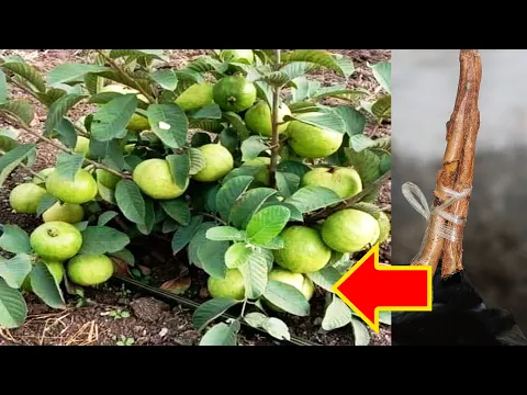 Download MP3 Best Way to Grafting Guava Tree