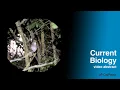 Download Lagu Burung bulbul menyamai nada siulan / Curr. Biol., 14 Juli 2023 (Vol. 33, Edisi 15)
