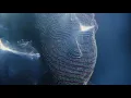 NACION EKEKO feat MERCEDES SOSA – Como la cigarra (Clip Oficial)