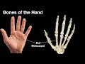 Bones of the hand