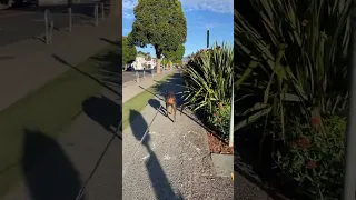 #fyp #dream #doberman #pets #youtube