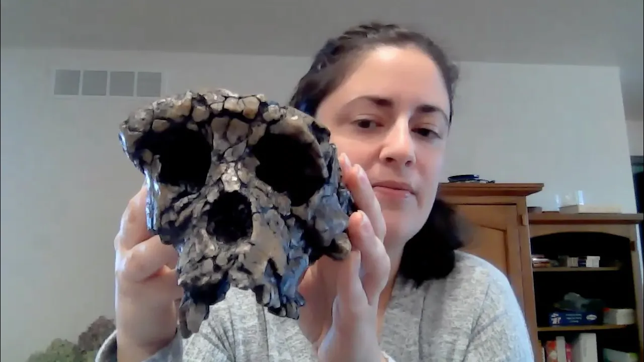 Species Shorts: Sahelanthropus tchadensis