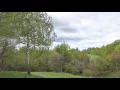 Sound of Birch Tree Swaying in the Wind 1 Hour Relaxing Sound of Wind and Birds Singing