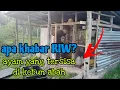 Download Lagu [Episod1551] berdebar dada ke kebun. adakah riw betina masih ada?