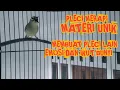 Download Lagu Singing birds. Bird songs | pleci merapi materi unik . Pancinan pleci supaya gacor