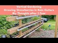 Vertical Gardening - Growing Strawberries in Rain Gutters