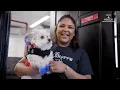 Pets can enjoy the ultimate spa experience at this Harlem shop
