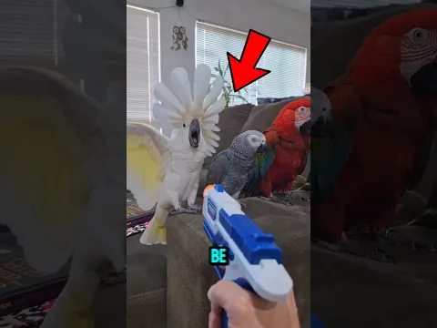 Every Bird Acted Perfectly... Except the Green One! 😂