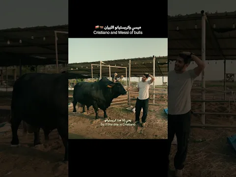أشهر ثورين في الكوكب 🐂🇴🇲😂