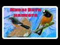 Lagu Si Murai Batu Sabah Borneo