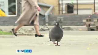 Бабье лето в Омской области простоит до конца сентября