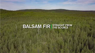 Download Straight From the Source Balsam Fir MP3