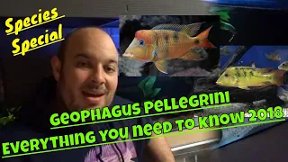 Download Geophagus Pellegrini Care 2018 - Species Special (Everything you need to know) MP3