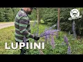 Download Lagu Lupiini