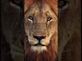 bad Lion 🦁 what's app status #status #shorts #Lion #wildlife