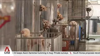 8 commercial tenants at The Animal Lodge unsuccessful in renewing lease
