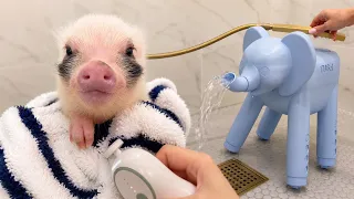 It’s piglet big time! 