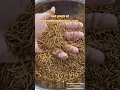 Download Lagu #mealworms #howtoraisemealworms #geckos #beardies #bluebirds #reptiles #feeders #insects
