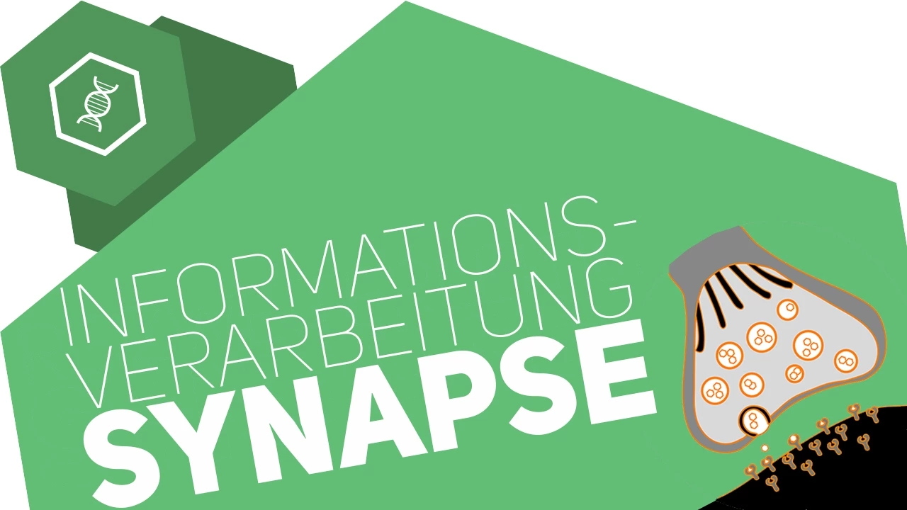 Synapse - Informationsverarbeitung