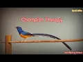 Download Lagu Smart Mastering - Champion Therapy (khususnya burung murai batu)