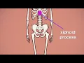 XiphoidProcess