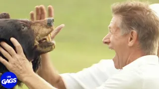 Il a battu un ours pour sauvé son frère | Juste Pour Rire Les Gags