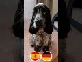 Download Lagu EURO 2024:Dog Oracle's Germany vs Spain: Spain’s Challenge – Can the Underdog Triumph?