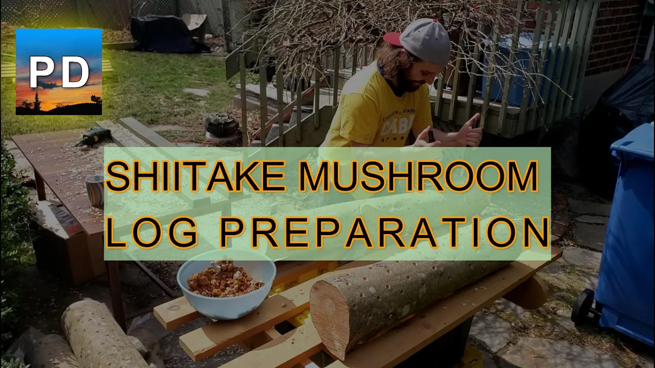 Shiitake log preparation & inoculation