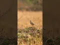Download Lagu Bush Lark Singing #shorts #ytshorts #youtubeshorts