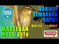 Download Lagu MASTERAN MURAI BATU 🔴 variasi suara rapat burung  masteran berjeda 1-2 menit
