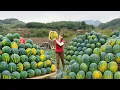 Download Lagu Harvesting Tons Of Watermelon Goes To Countryside Market Sell | Phương Farm Life