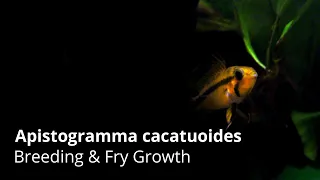 Download Apistogramma cacatuoides - Fry Growth from Day 1 to Day 57 MP3