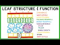 Download Lagu Leaf Structure and Function