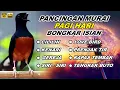 Lagu 🔴 LIVE 77 - Pancingan Murai Batu Pagi Hari Full Isian Tembakan Kasar cocok buat Murai macet bunyi