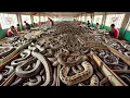 Would You Work Here? Inside China's Largest Snake Processing Plant