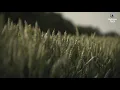 [1 Hour] Breeze ; Meditation Music for Calm, Relaxed, Healing, Sleep, Yoga, Massage