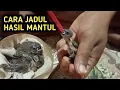 Download Lagu cara merawat dan meloloh anakan burung emprit agar tidak mati