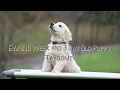 Ten Week Old Golden Retriever Puppy Heeling Off Leash Using Positive Reinforcement