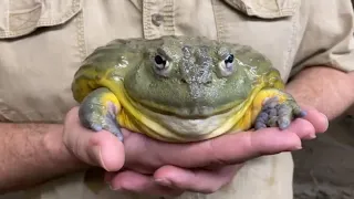 Creature Feature The African Bullfrog