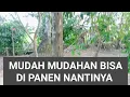 Download Lagu Mudah mudahan bisa di Panen nantinya #gaharu #gaharu #video #youtube 