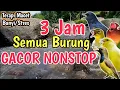TERAPI MACET BUNYI‼️ 3 Jam Suara Gemericik Air Bikin Semua Burung Gacor Nonstop
