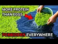 Lagu More Protein Than Eggs. Grows Without Soil. Why Did They Bury This Plant?