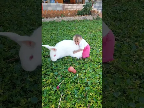 Cute Baby Monkey Playing with a Giant White Rabbit 🐒🐰❤️