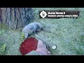 Master Hunter 9 Challenge Opossum Location RDR2 Guide