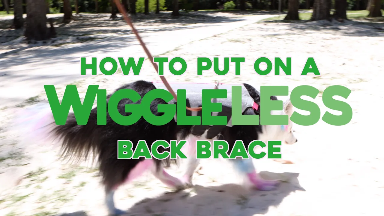 Fitting Video for how to put on a Wiggleless Dog Back Brace