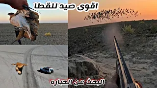 صيد القطا بمهاره عاليه والبحث عن الحباره مواقف مضحكه مع ابو عباس والمرشحين 
