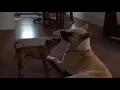 German Shepherd would make the ultimate odd couple right