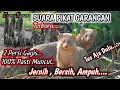 Download Lagu Suara Garangan Memanggil Temannya Mp3 pikat garangan