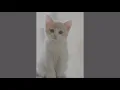 Download Lagu KUCING KUCING - REMIX MUSIC BEST MUSIC 2020