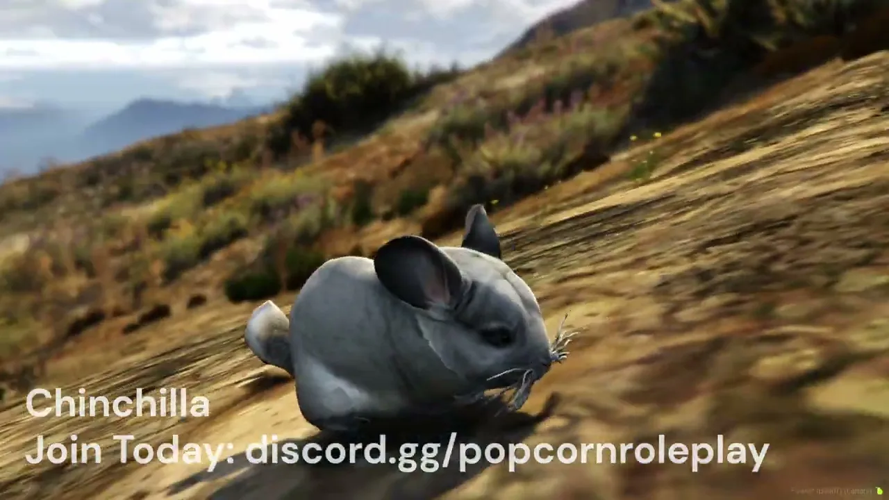 Chinchilla